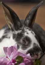Sexing Rabbits. How to tell male rabbits from female rabbits