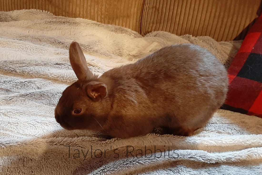 Rabbit Diarrhea, from enterotoxemia, coccidiosis, enteritis, Tyzzers