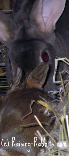 This 16-day-old domestic kit still needs its dam