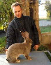 Marco in Italy with Italian Flemish Giant