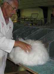 Rabbit judge examining an English Angora rabbit