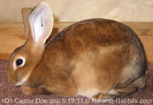 castor doe rex rabbit castor doe rex rabbit