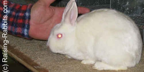 false dwarf rabbit