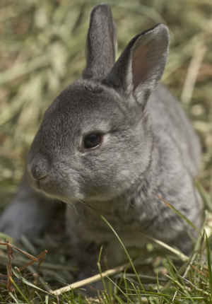 Chinchilla rex bunny in grass
