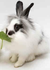 Lionhead rabbit Lionhead rabbit