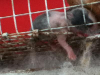 here is the one with spots