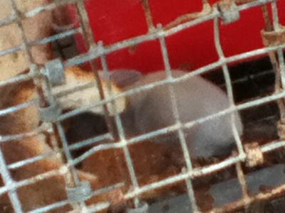 here is the other one