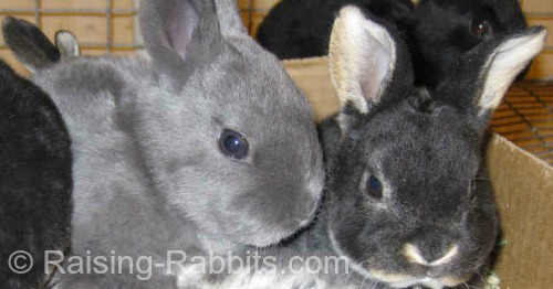 Young Rex bunnies. Young Rex bunnies.