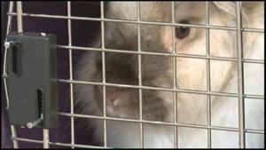 One of the 200 rabbits seized, in a dog crate