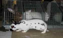 English Spot Best of Breed rabbit