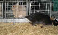 Netherland Dwarf dashing down the judging table