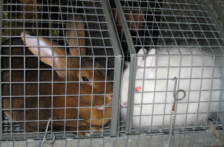 Rex rabbit and Jersey Wooly rabbit waiting for Best in Show competition