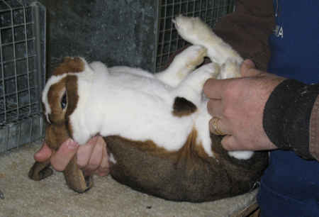 Rabbit judge examining a broken castor rex rabbit