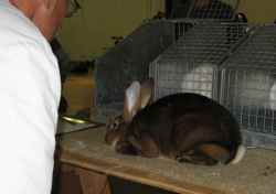 Rabbit judge examining the Rex rabbit