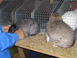 Rabbit judge compares 2 mini-lop rabbits