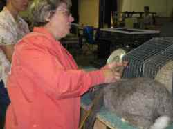 Rabbit judge uses yardstick to measure the length of the ears on an English Lop rabbit