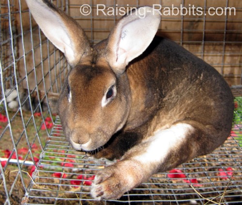 Show Rabbit with Broken Back