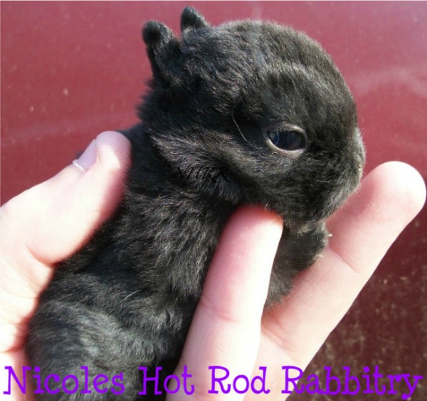 Netherland Dwarf Rabbit. Lethal Dwarf Defects; Dwarf Rabbit Care