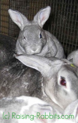 Raising Baby Rabbits Healthy Rabbit Care To 10 Weeks Old 4 Week Old Rabbit Kits Are Positively Thriving
