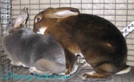 Castor rex rabbit mating with Opal rex doe