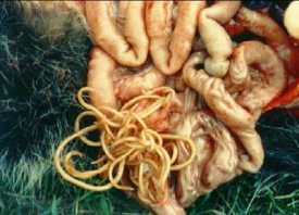 These raccoon intestines are full of raccoon roundworms