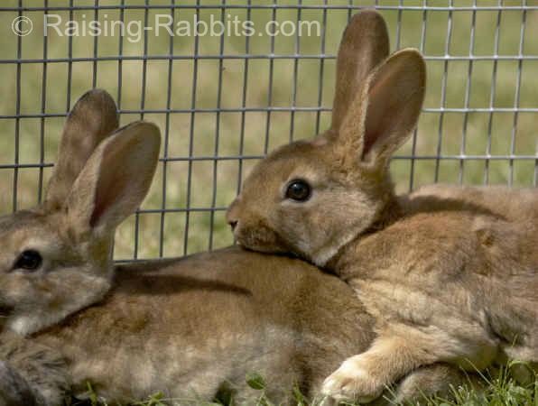 Two pet rabbits getting a romp outdoors in a rabbit run