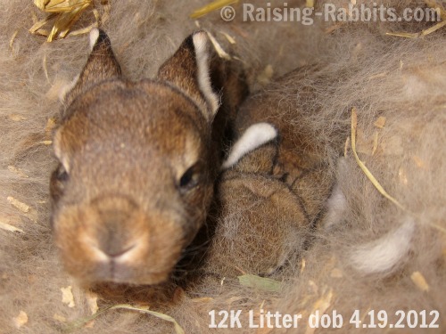 12-day-old castor rex youngster