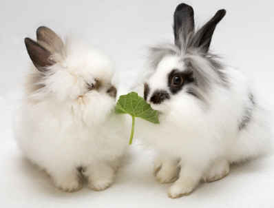 Two Lionhead rabbits