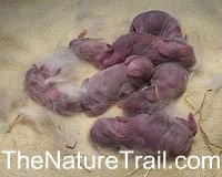 Dwarf Rabbits at TheNatureTrail.com Dwarf Rabbits at TheNatureTrail.com