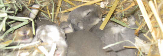 Rex meat rabbits Rex meat rabbits