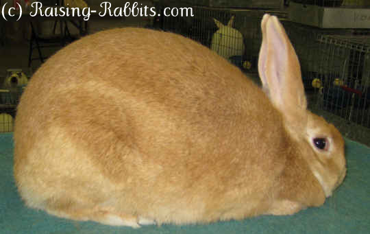 Types of Rabbits. 5 body types in rabbits. Find the rabbit Types of Rabbits. 5 body types in rabbits. Find the rabbit