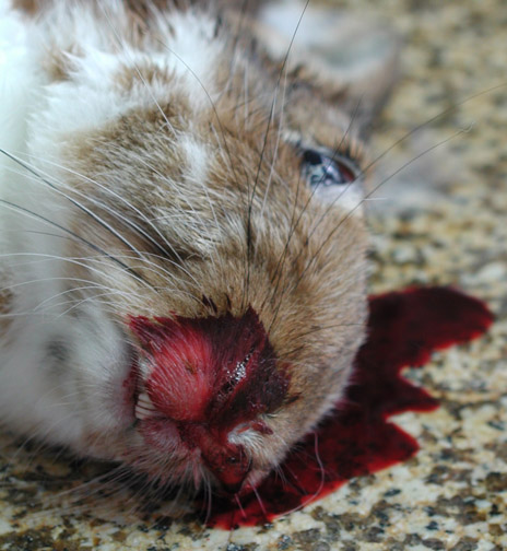 How Can I Tell If My Dead Dog Was Poisoned How Can I Tell If My Dead Dog Was Poisoned