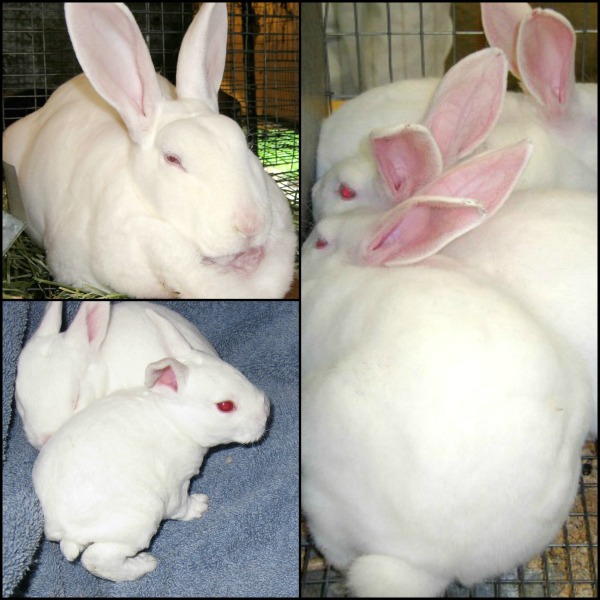 Raising Rabbits. Complete rabbit raising info and breeder support