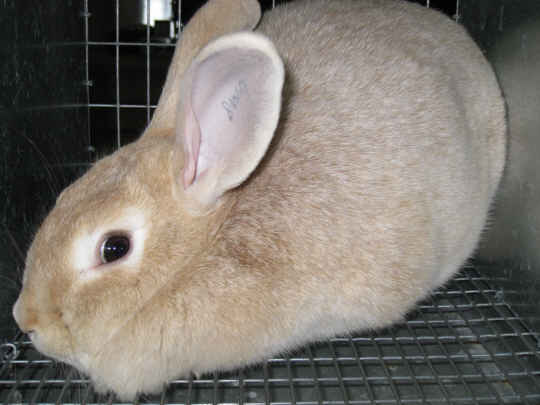 Meat Rabbits Raise These Breeds For Home And Backyard Meat Production