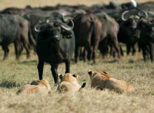 Predators and prey live in balance in an ecosystem.