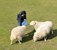 3 sheep with shepherd woman