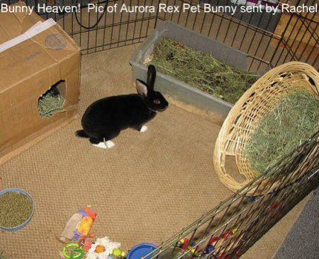 Pet black otter rex rabbit named Hermes