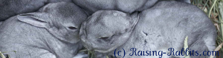 Chinchilla Rex bunnies