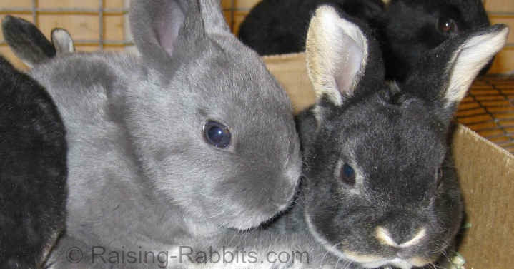 Blue and black otter Rex rabbit kits