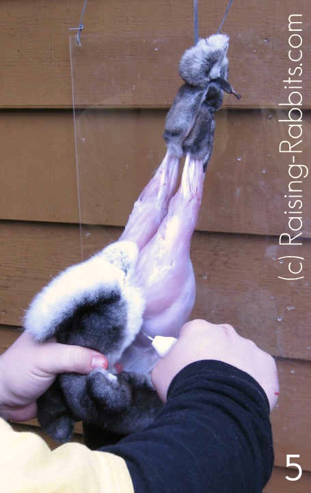 Cut rabbit pelt from tail in back