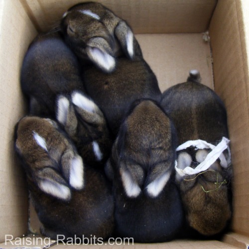Five hybrid kits - lionhead crossed with a European wild rabbit...we think!