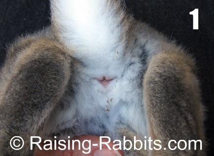 www.raising-rabbits.com