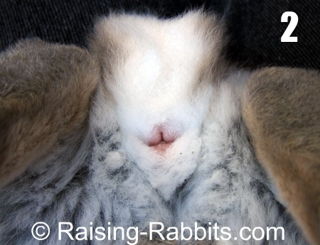 male and female bunnies