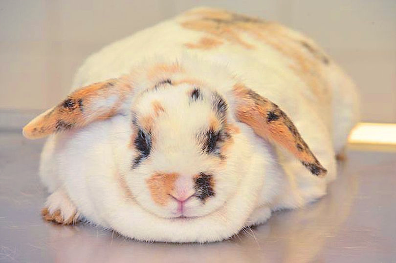 Obese Rabbit Recognize and Rectify Overweight problems.