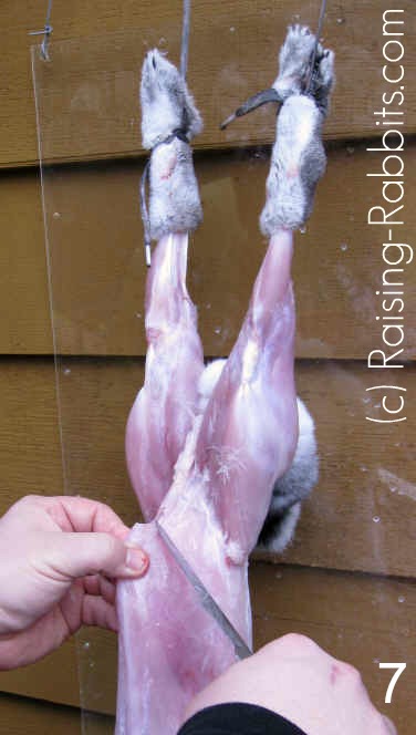 Slaughtering Rabbits. How to butcher a rabbit and cut up the carcass