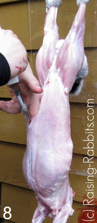 Open the rabbit's abdomen by cutting downward along the center line.