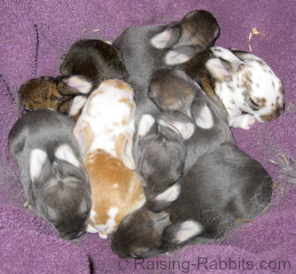 Care Of Baby Rabbits Taking Care Of Rabbits To Age 2 Weeks