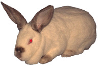Altex Rabbit Breed - TAMUK Altex Rabbit Breed - TAMUK
