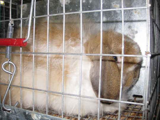 American Fuzzy Lop rabbit waiting in his carry cage for the rabbit show to start