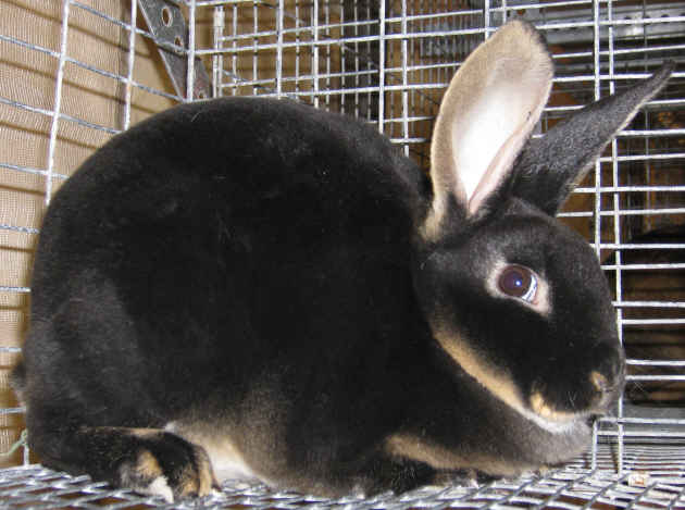 Champion black otter rex rabbit